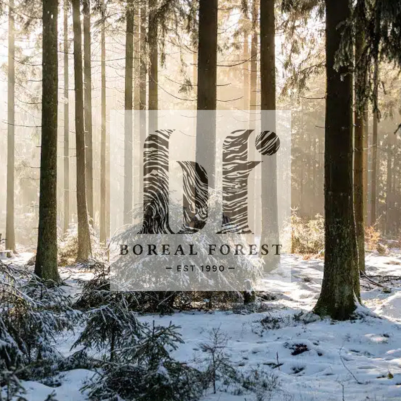 Beauty of Boreal Forest: A Journey into Nature’s Heart